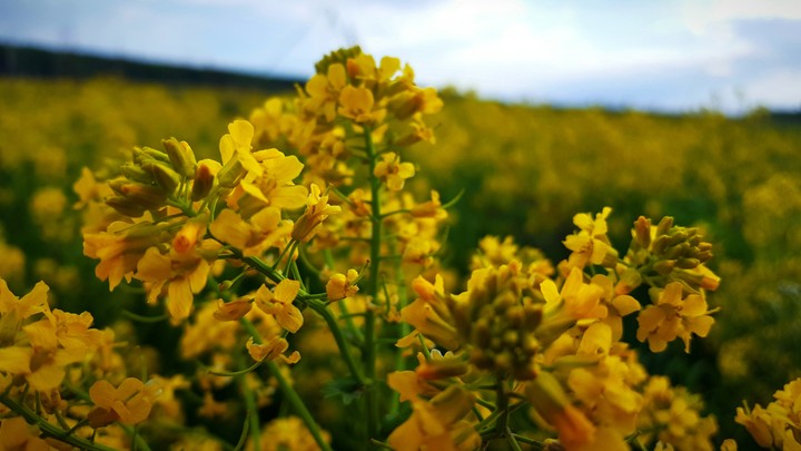 summer flowers