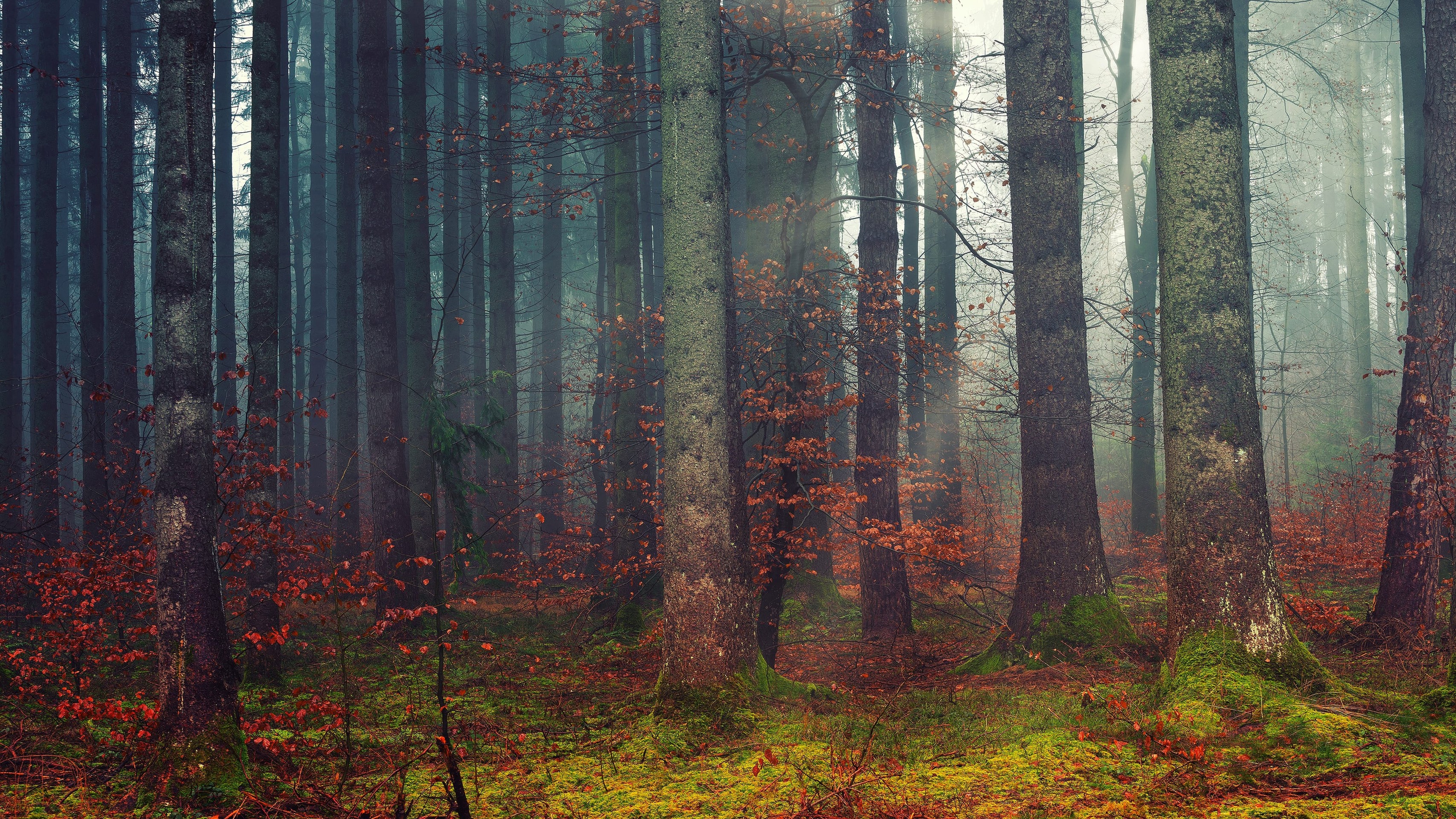 grove, leaf Hintergrundbilder