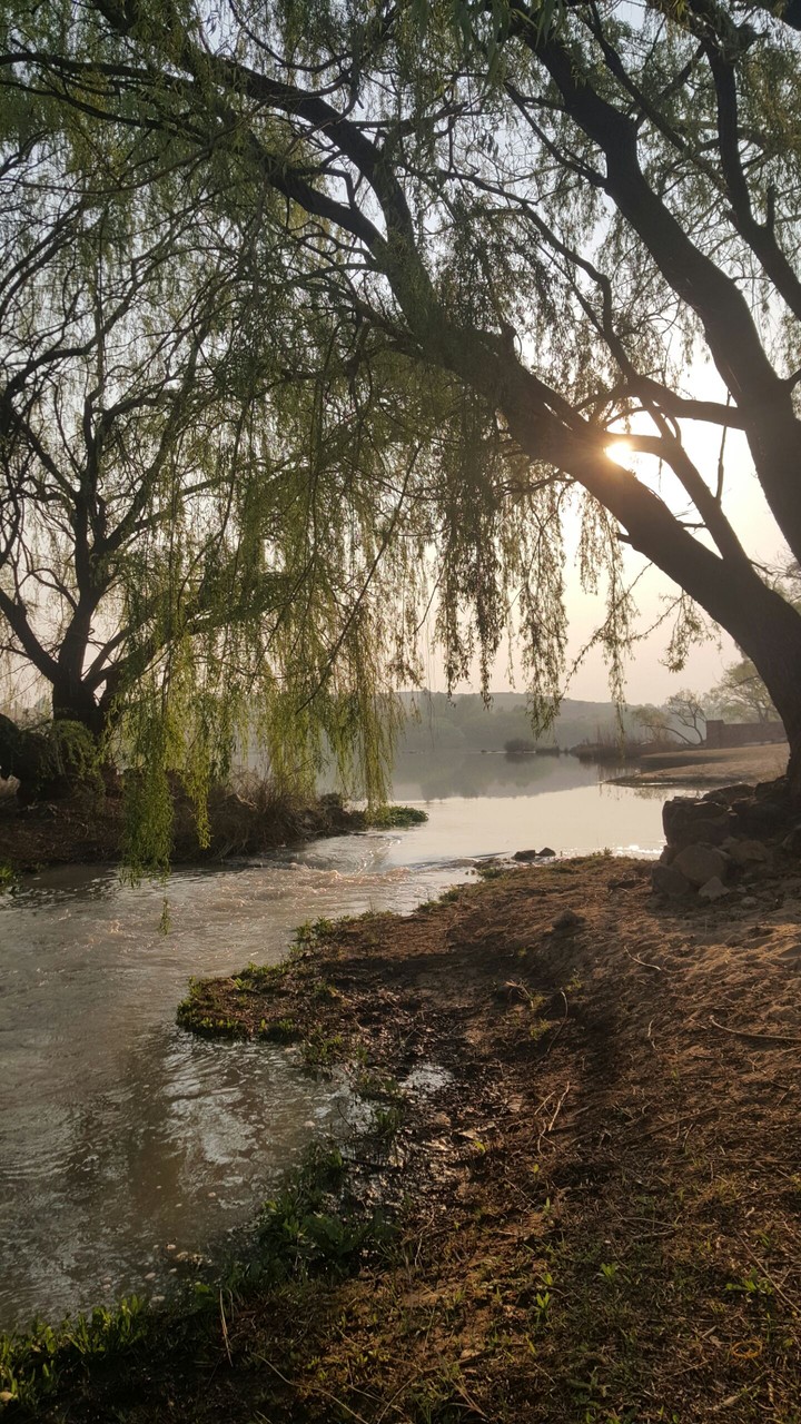 weeping willow
