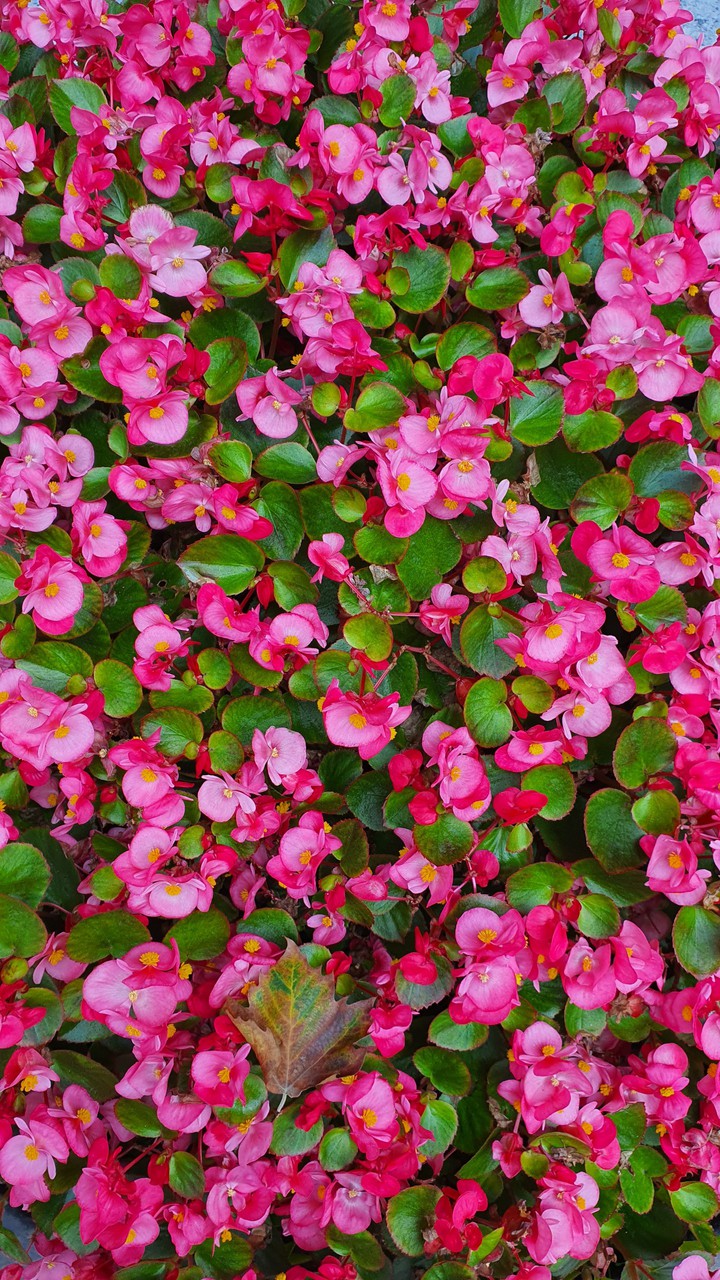 꽃(flower)