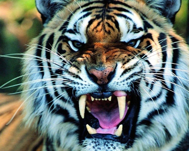 tigers