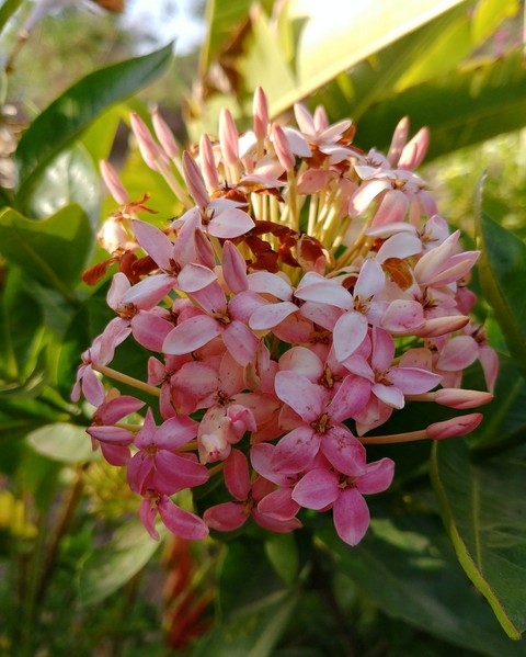 Beautiful flowers