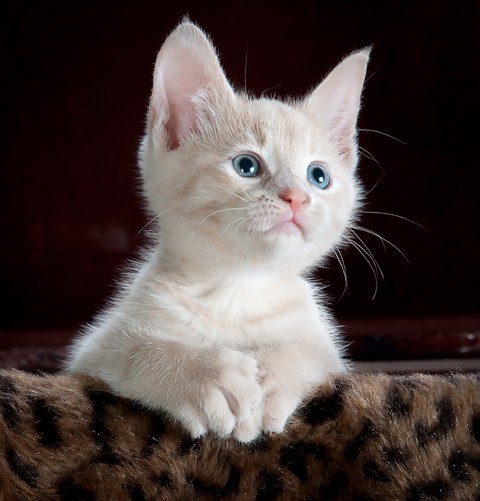 kitten
