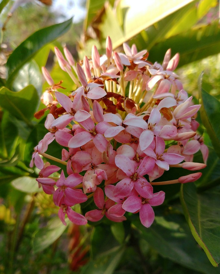 Beautiful flowers
