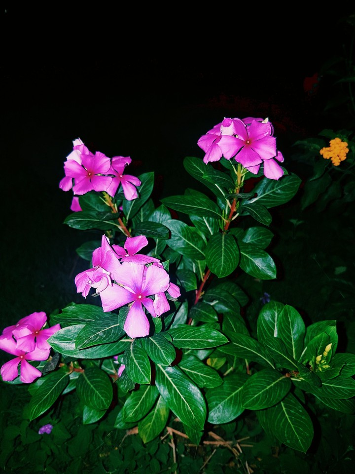 Pink Flower