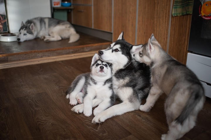 Husky family