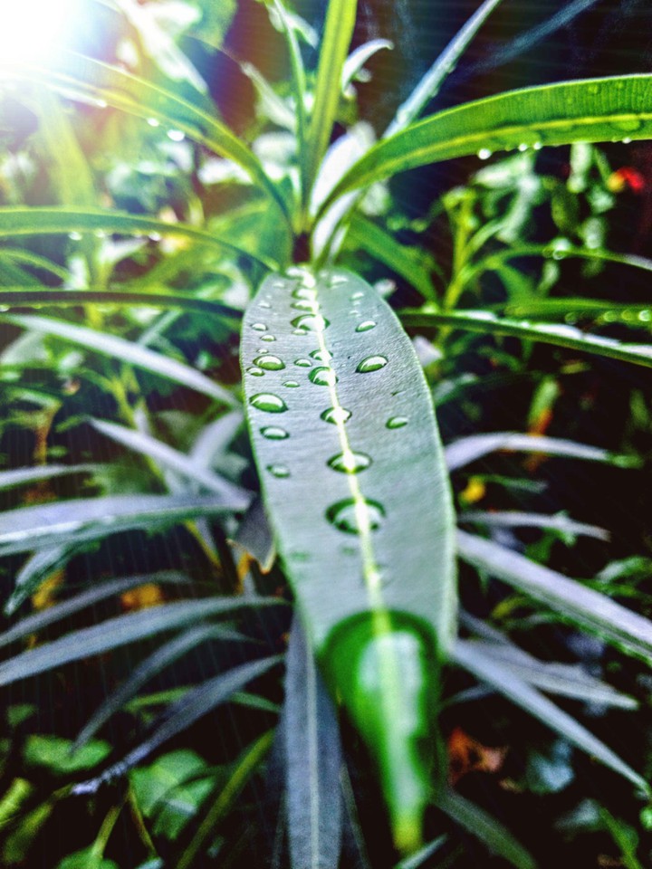 leaf