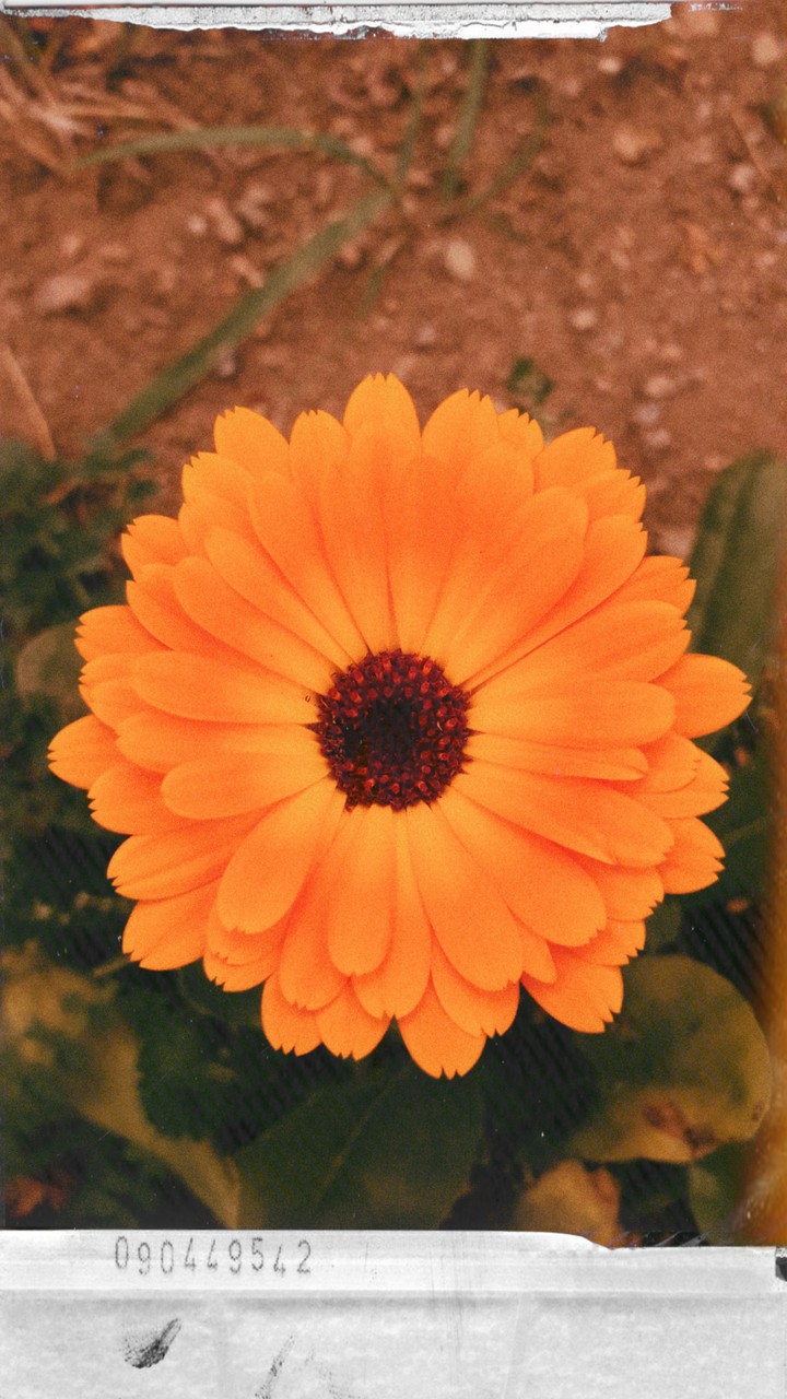 Calendula?