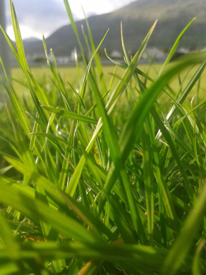 Fields of grass