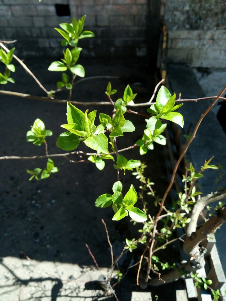 Green spring
