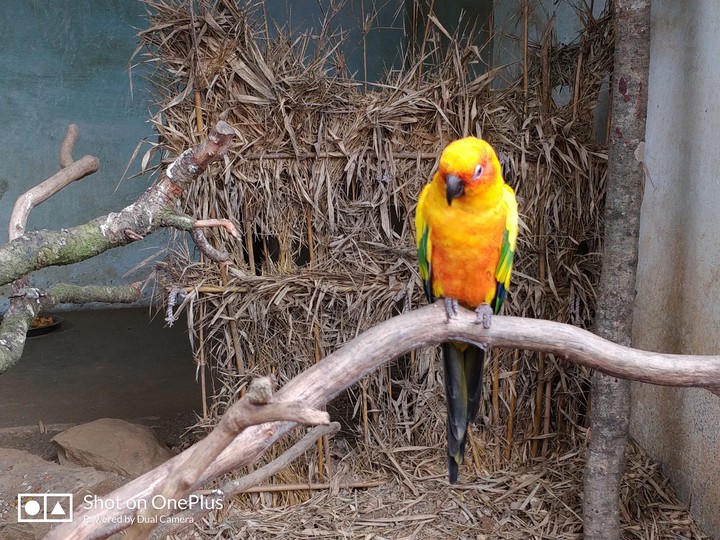 Parrot