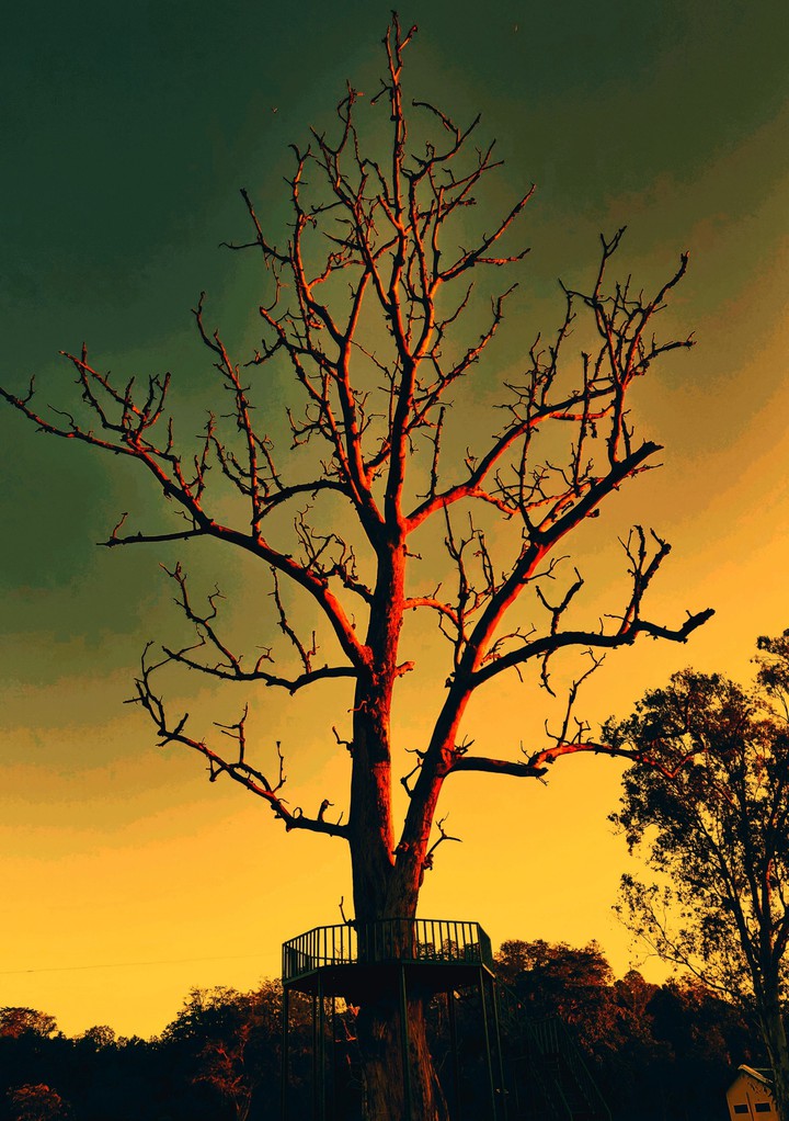 bare tree