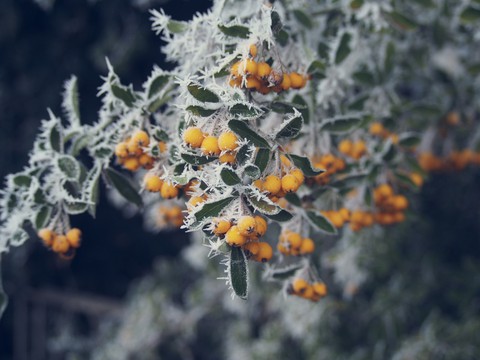 Berries