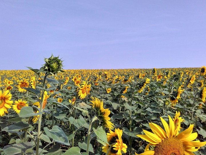 The field the sun