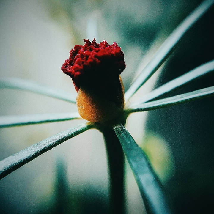 Red rising.