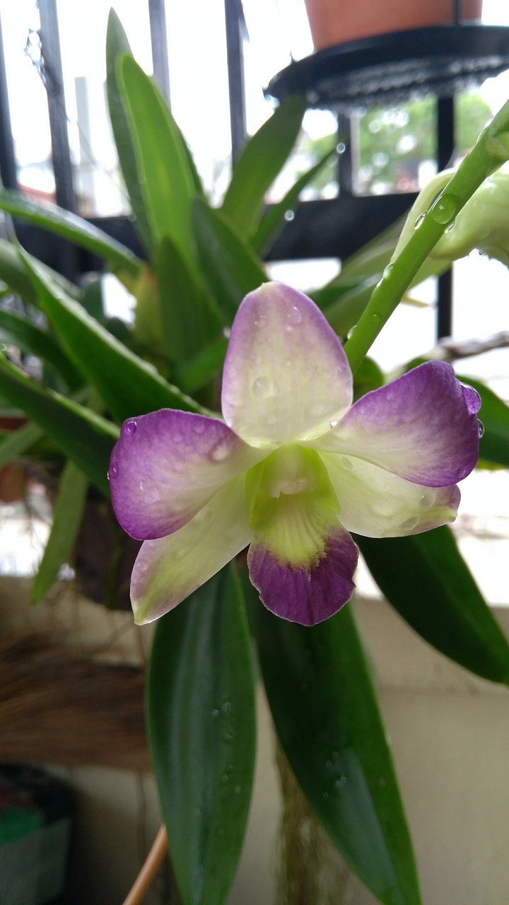 purple orchid