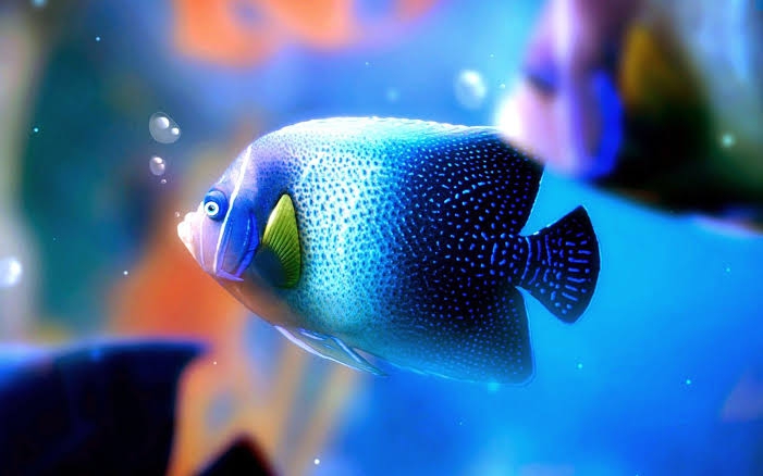 blue fish