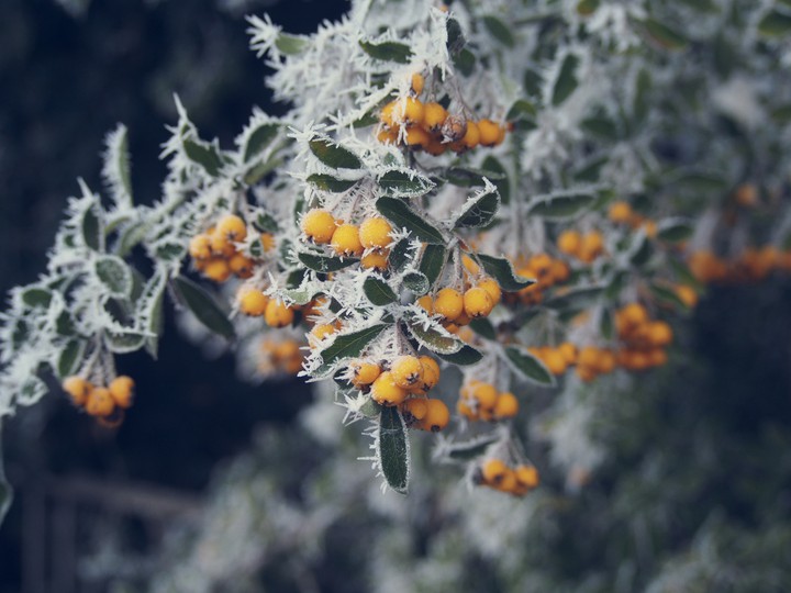 Berries