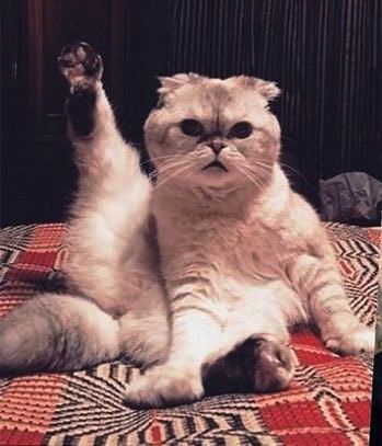 Yoga cat