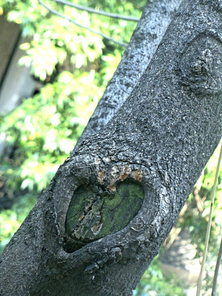 corazón en el árbol