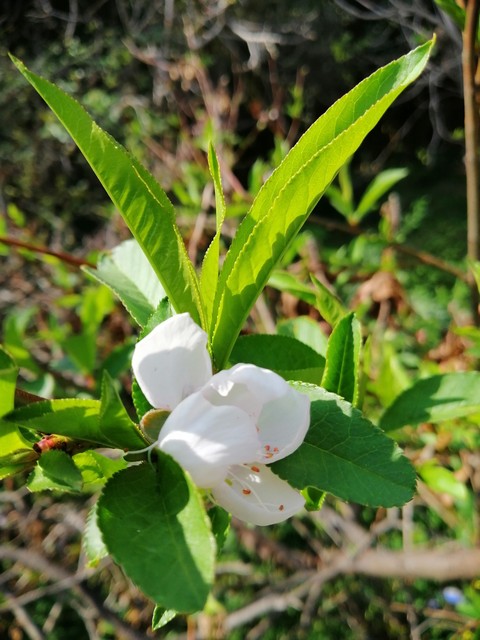 fleurs de pêche