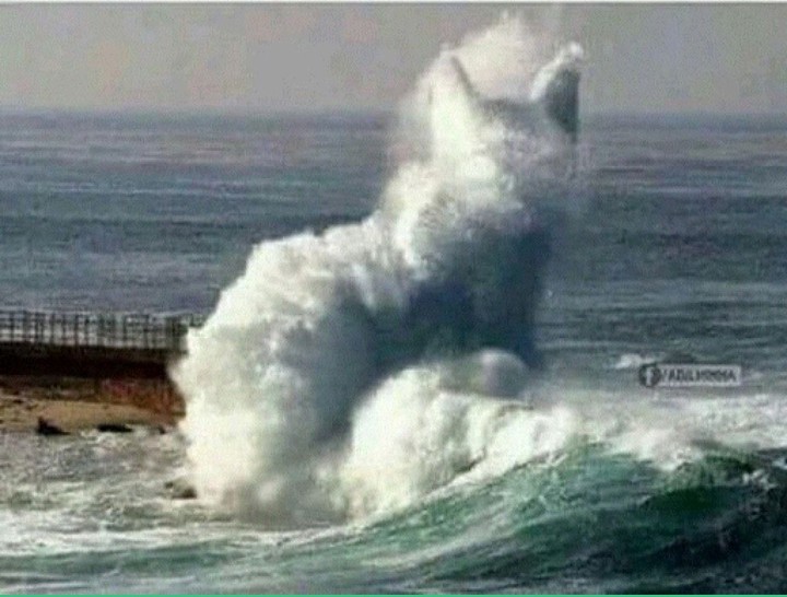 cat