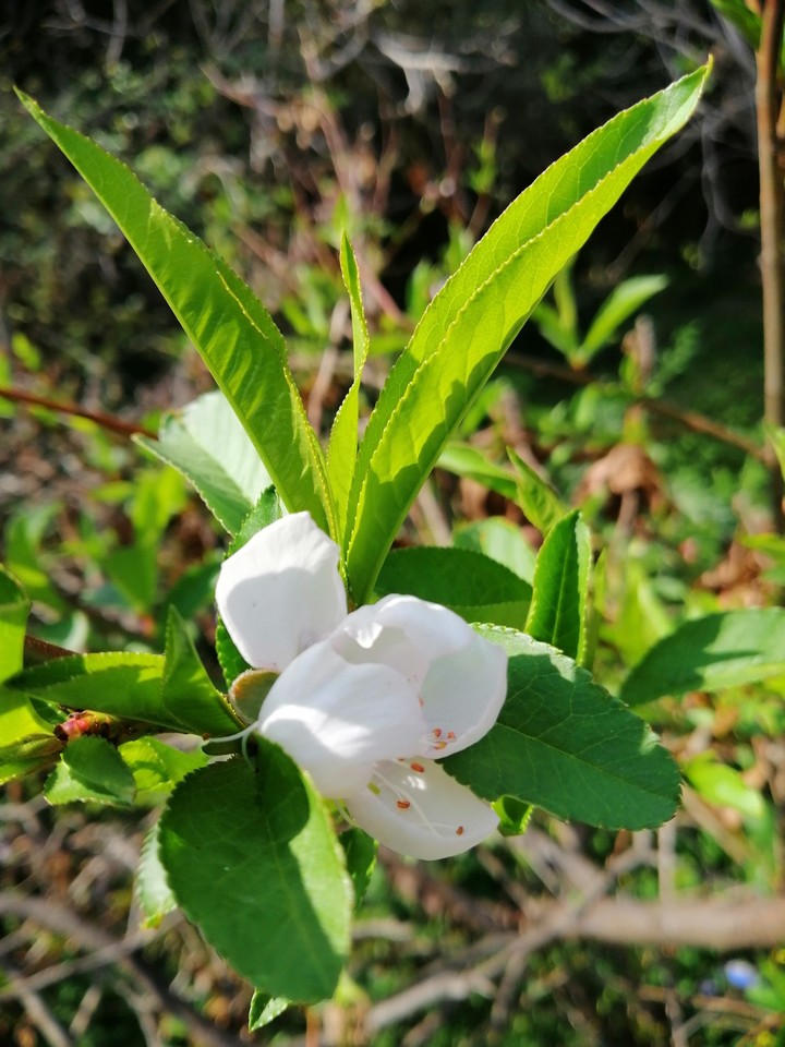 fleurs de pêche