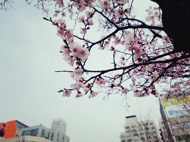 벚꽃