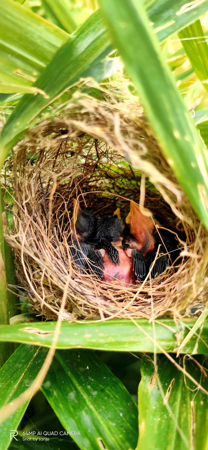 birds in the nest
