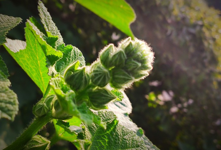 green beauty