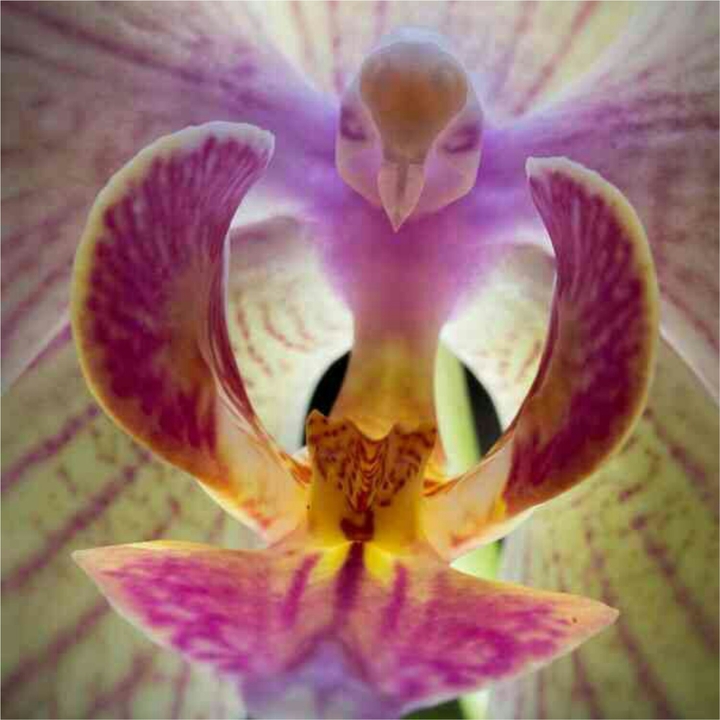 Flower like a bird