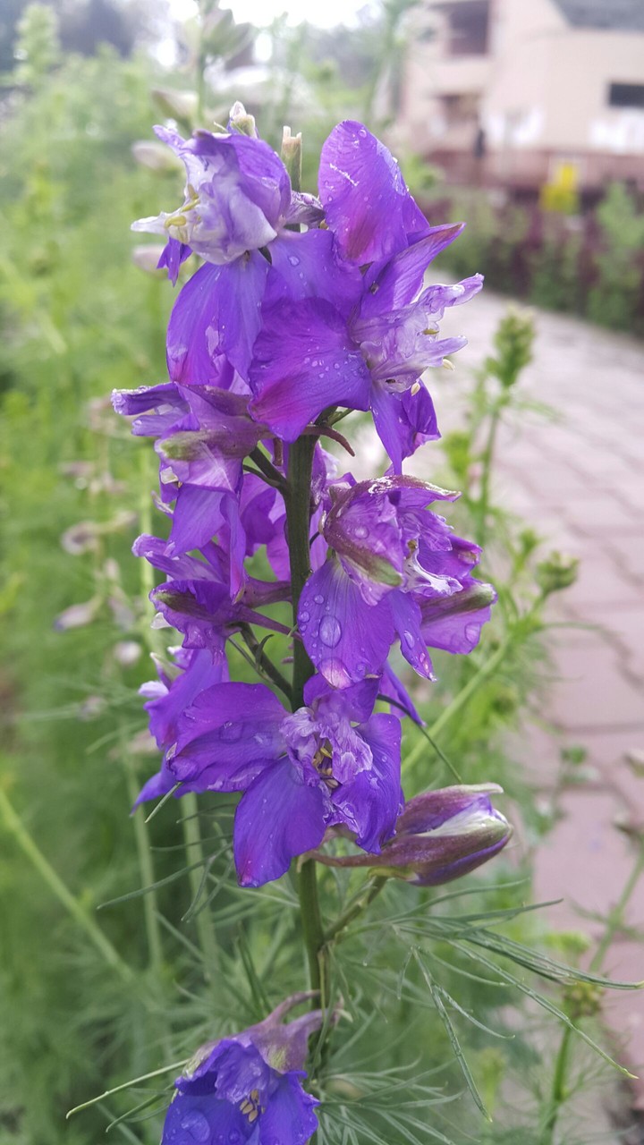 Purple Pure