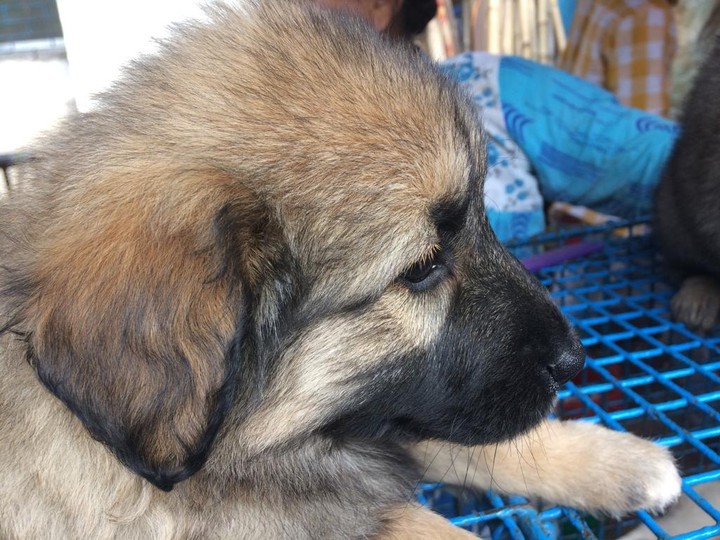 puppy