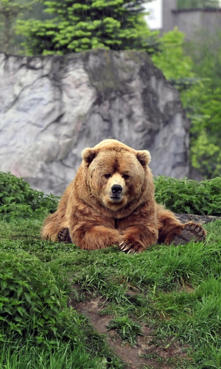 bear