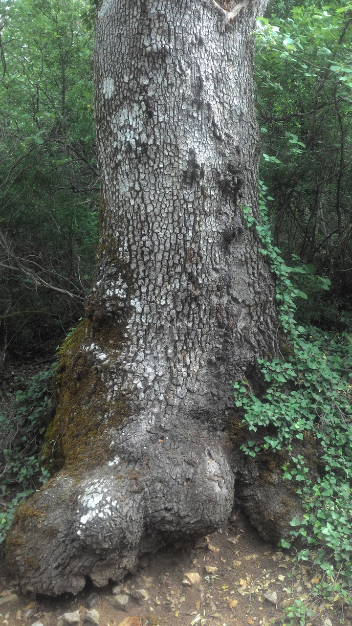 century-old tree
