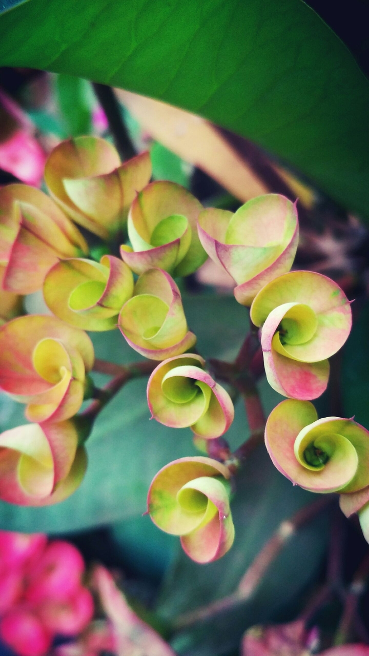 flower