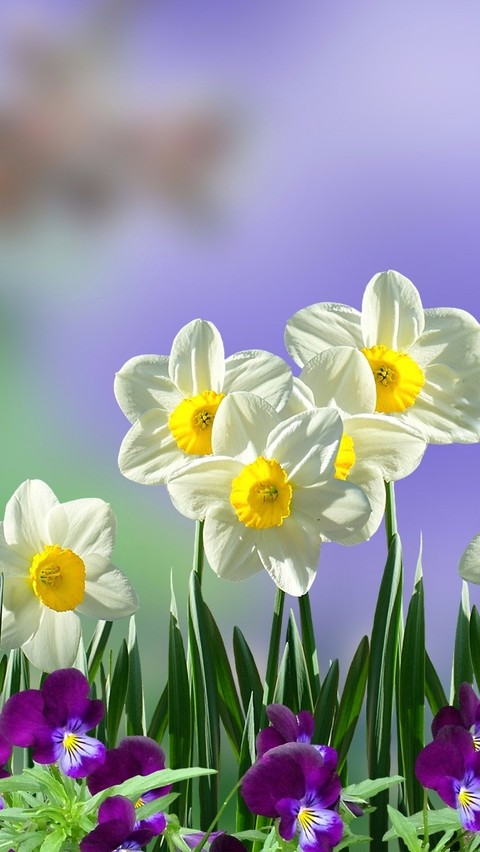 narcis