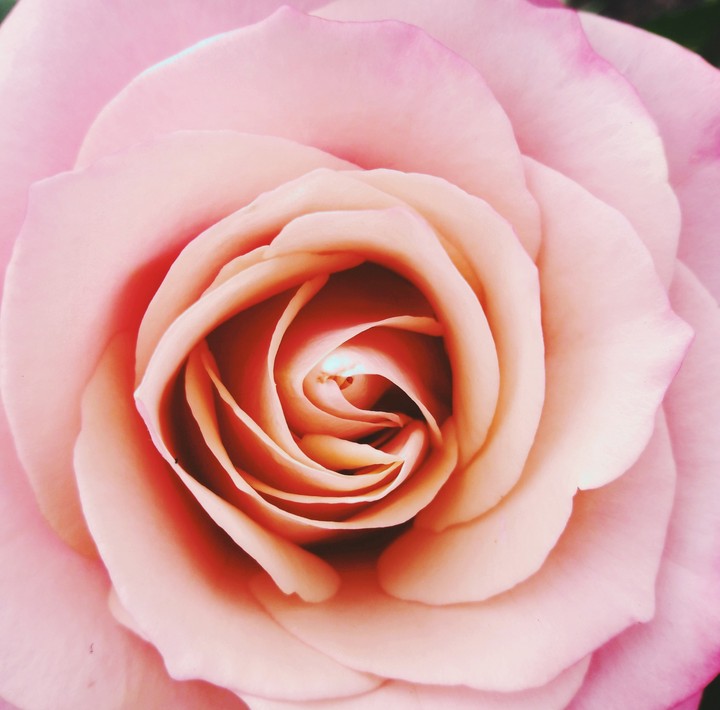#rose#flowers
