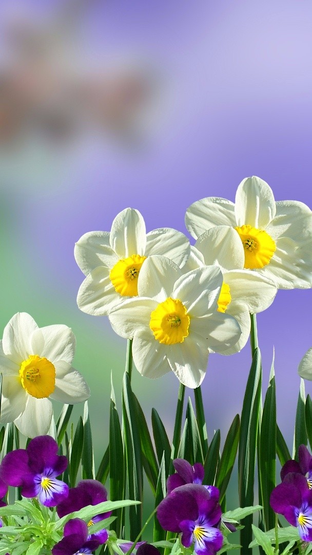 narcis