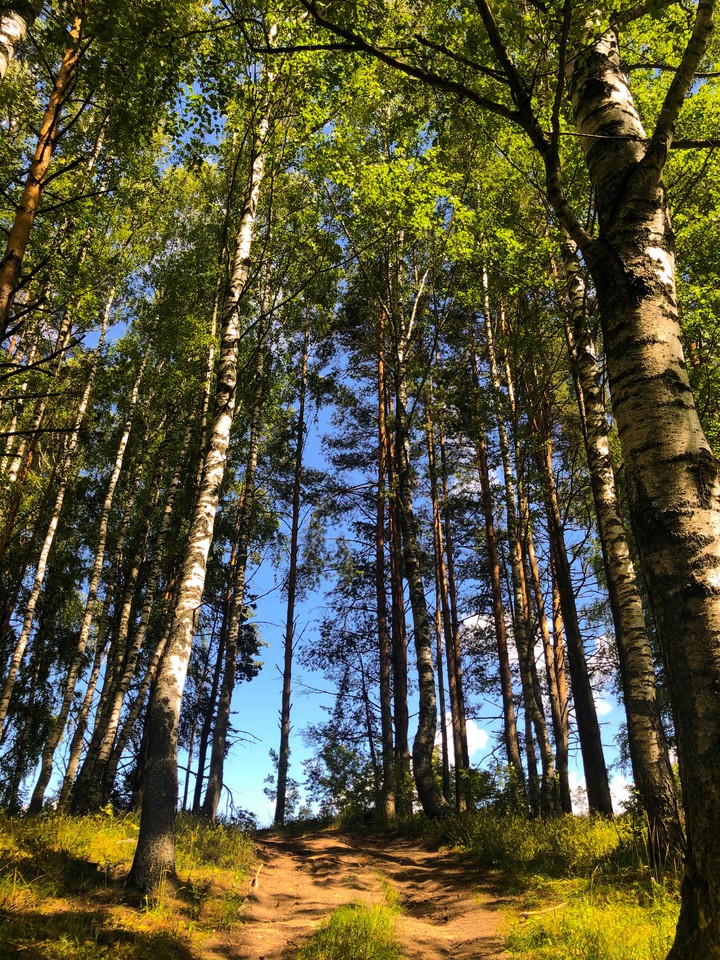 березы