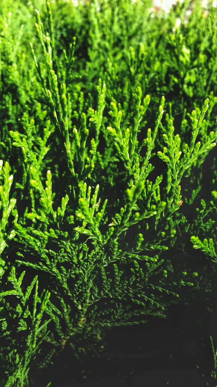 greens?