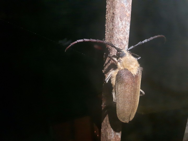 insecto