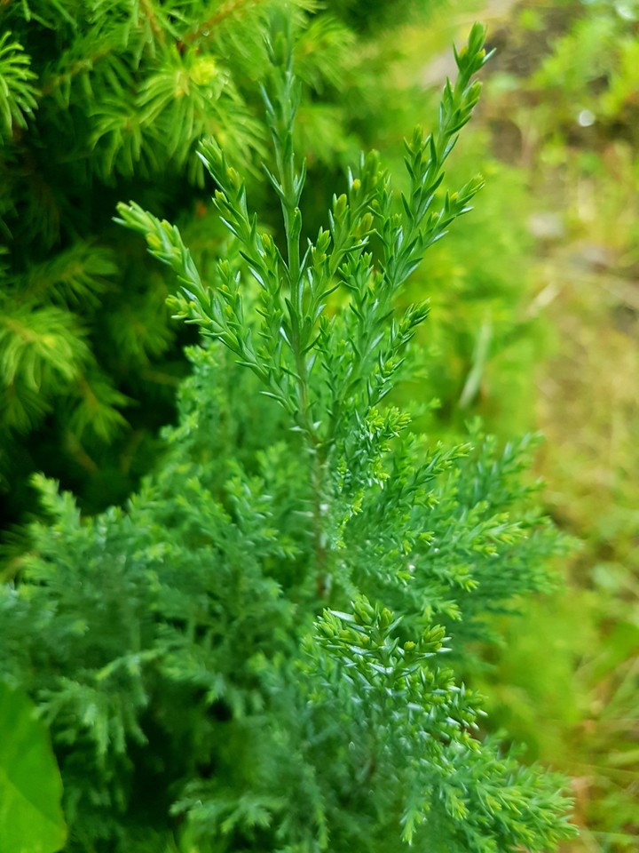 want greenery