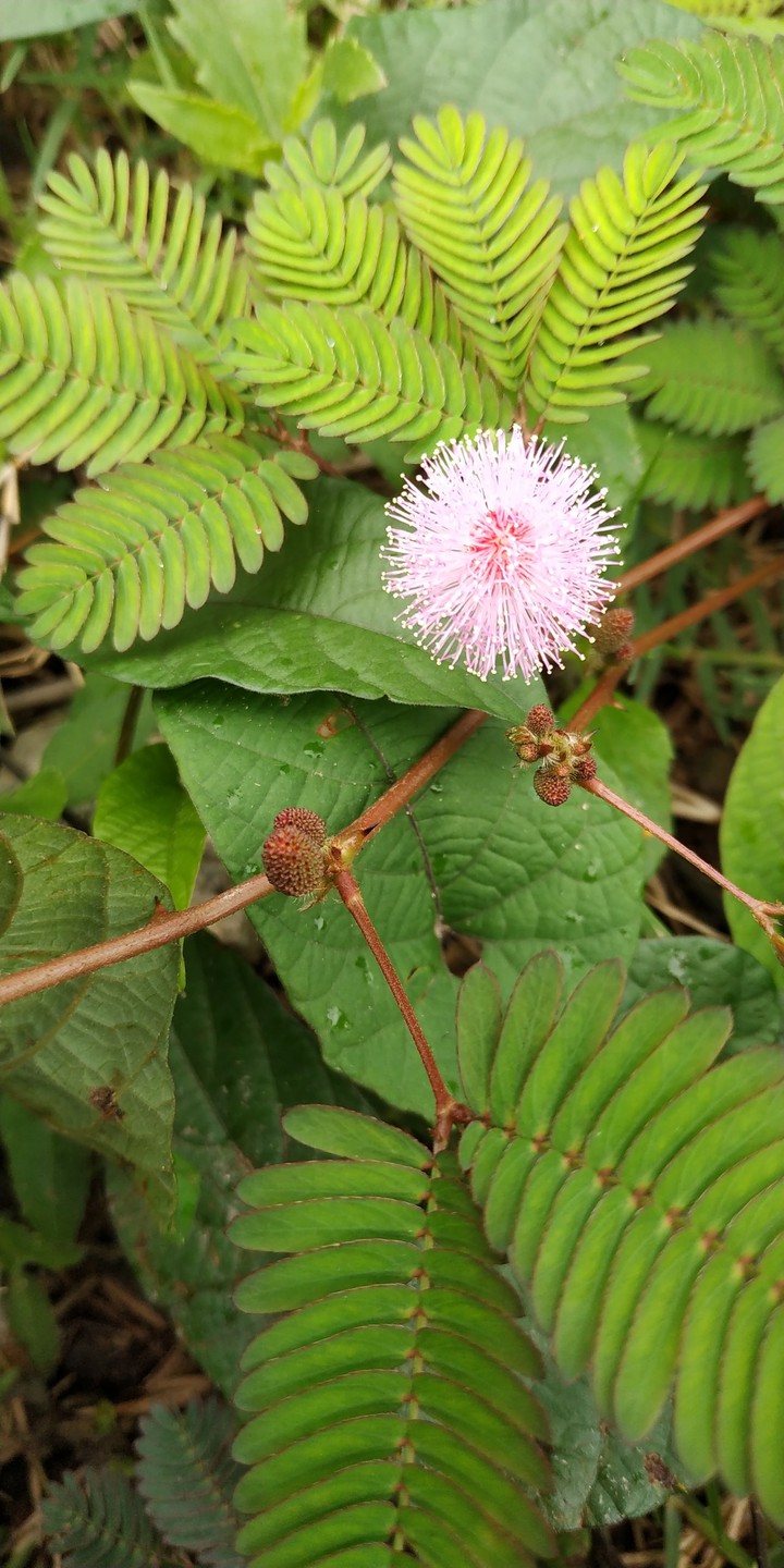 Wild Flower #2