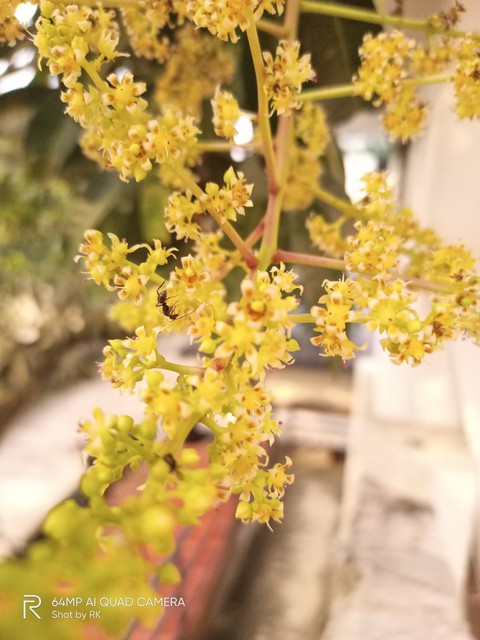 Mango Flowers..