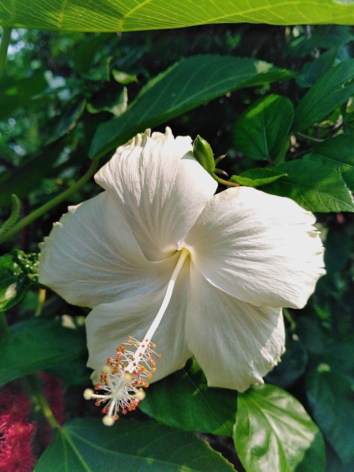 Hibiscus Rosa-sinensis
