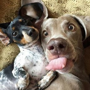 cães