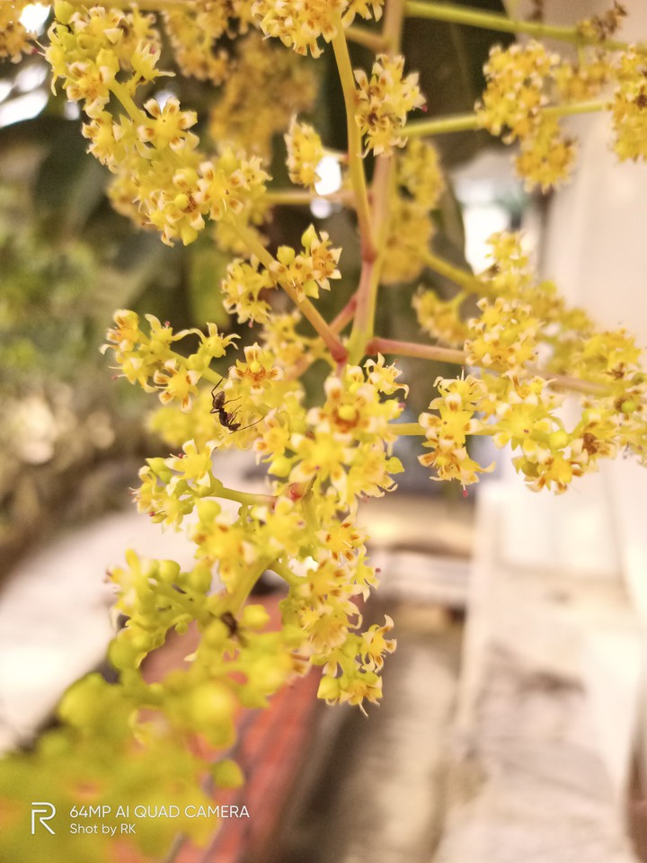 Mango Flowers..
