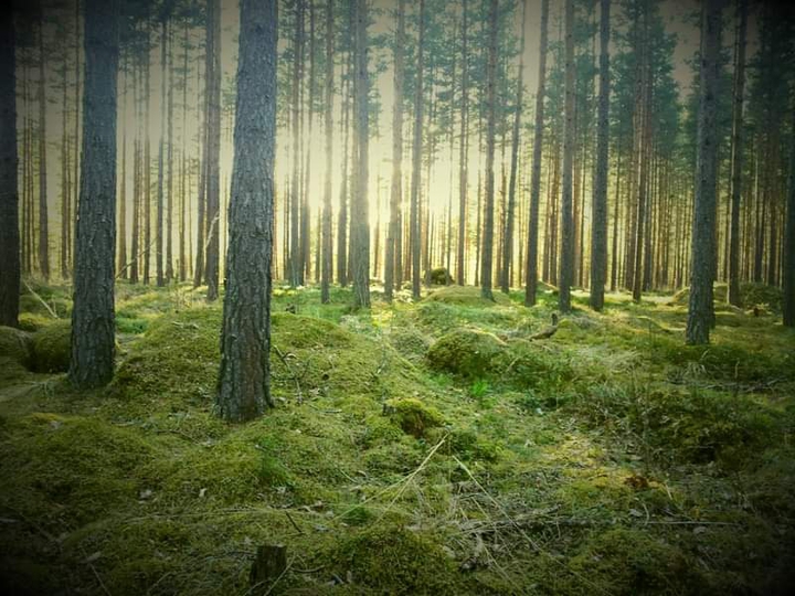 the home of the forest fairies