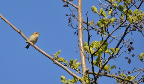 sfondi beak, nature